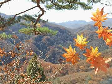开云体育ios-掘金全场控制节奏轻取尼克斯，掘金打尼克斯预测分析